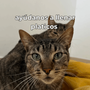 Donación para comida